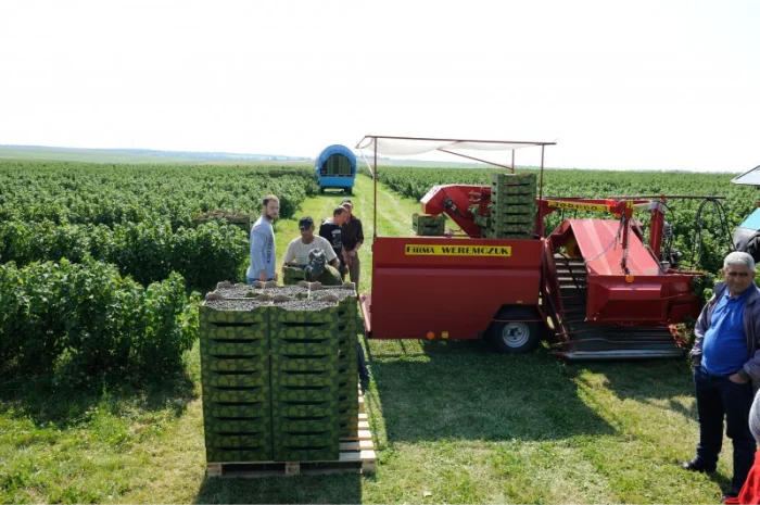 Ягоди чорної смородини- фото № 1