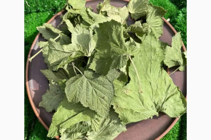 Листя смородини, смородина лист- фото № 1