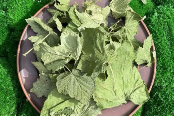 Листя смородини, смородина лист- фото № 2