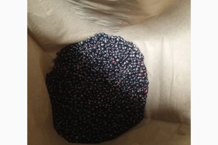 Продам 1400кг смородини- фото № 4