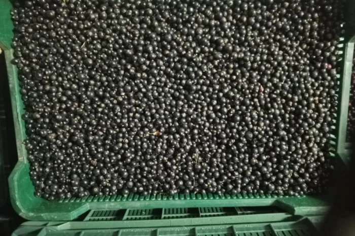 Продам 1400кг смородини- фото № 5