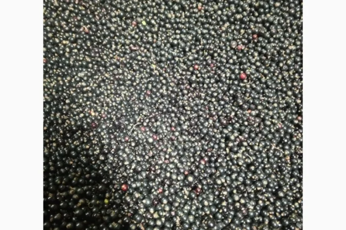 Продам 1400кг смородини- фото № 7