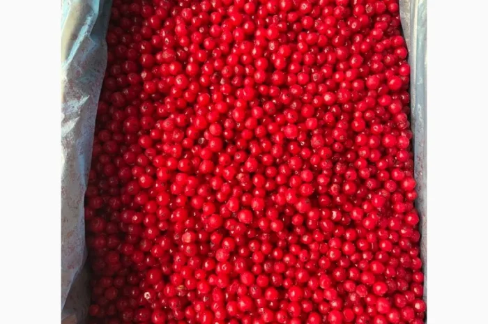 Порічка заморожена- фото № 1