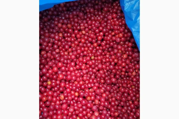 Продам порічку Б клас заморожену- фото № 1