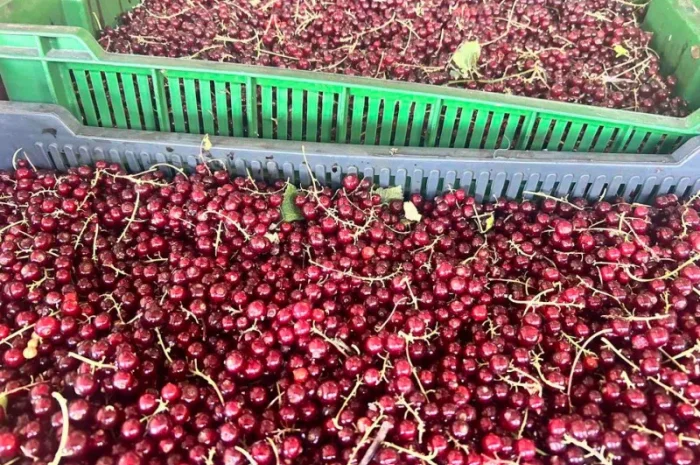 Порічка ягода, Смородина червона- фото № 1