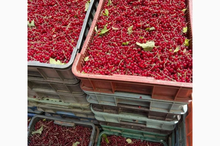 Порічка ягода, Смородина червона- фото № 2