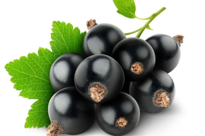 Продажа черной смородины- фото № 1