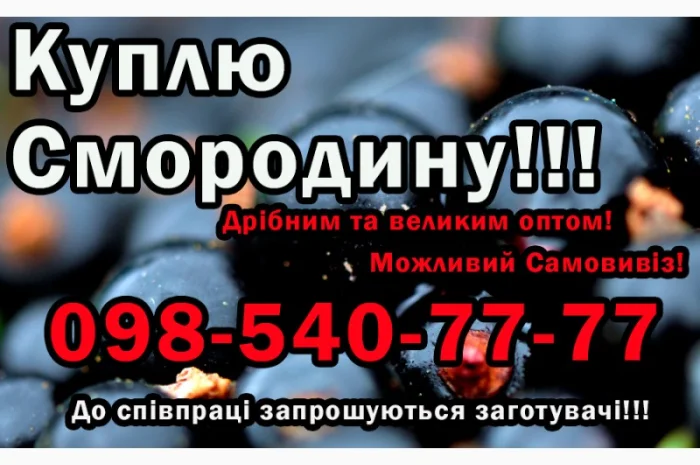 Купую Смородину, дрібним та великим оптом! Самовивіз- фото № 1