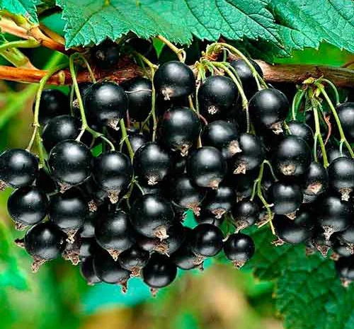 Куплю чорну смородину- фото № 1