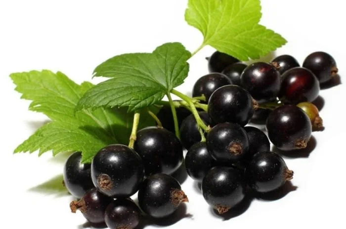 Закупка Смородини- фото № 1