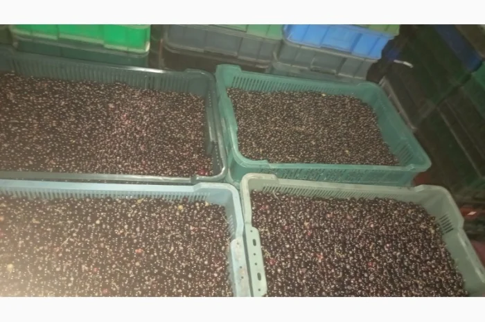 Чорна Смородина- фото № 1