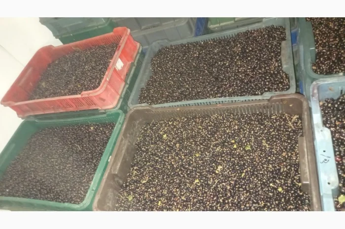 Чорна Смородина- фото № 2