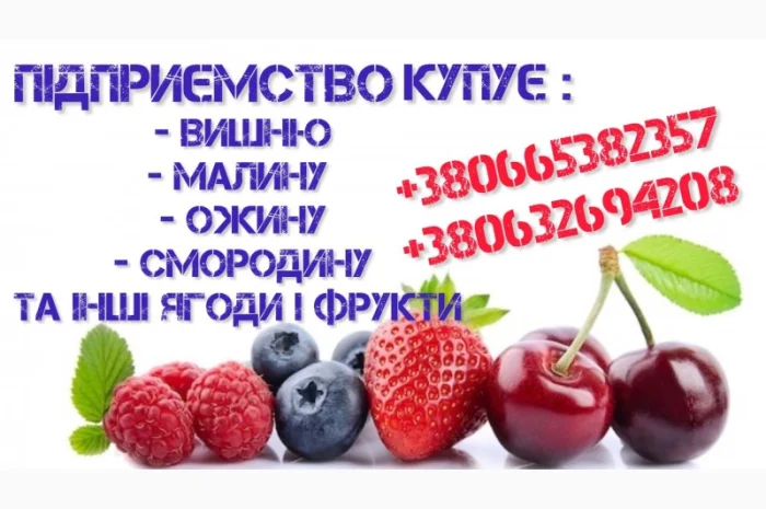 Куплю чорну смородину- фото № 1