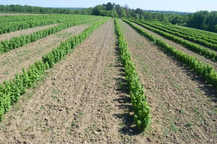 Ягоди смородини чорної продам- фото № 1