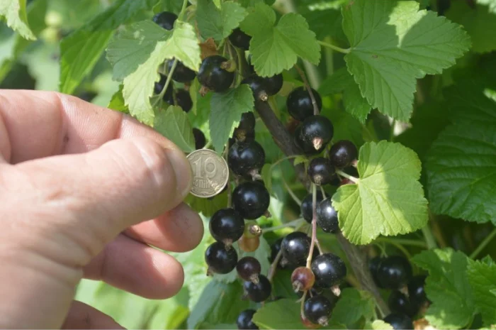 Ягоди смородини чорної продам- фото № 3