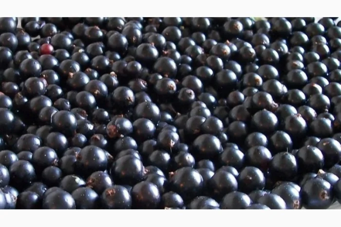 Закуповлюємо чорну смородину для заморозки.-Дорого- фото № 1