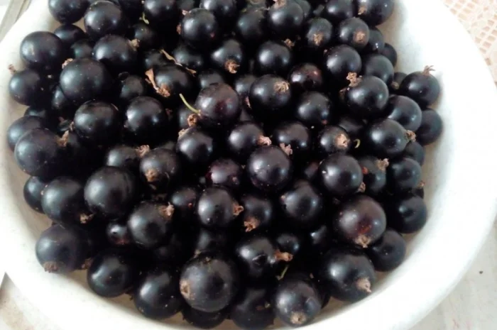 Купимо заморожену чорну смородину від 20 тон оптом- фото № 1