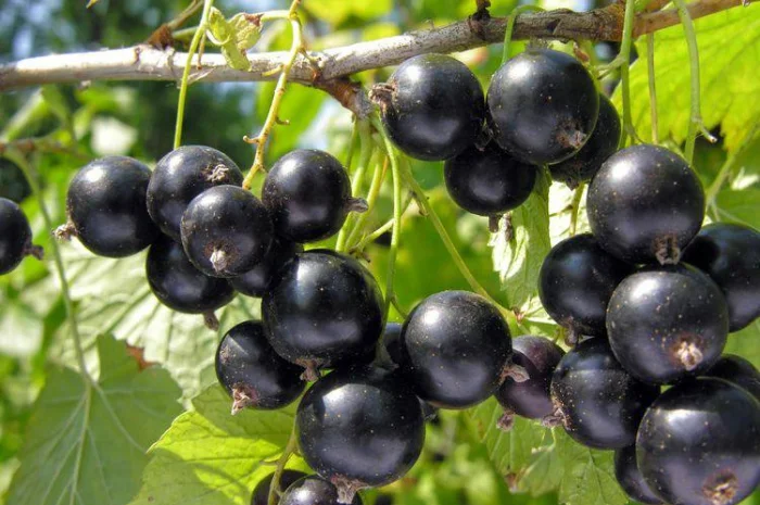 Куплю оптом чёрную смородину, покупаем по всей Украине- фото № 1