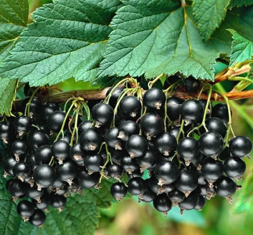 Куплю чорну смородину на заморозку від 5 тонн- фото № 1