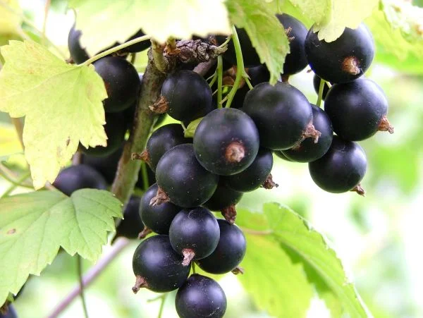 Куплю чорну смородину на заморозку оптом від 5 тонн- фото № 1