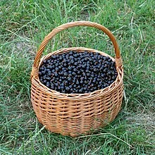 Куплю чорну смородину оптом від 5 тонн під заморозку- фото № 1