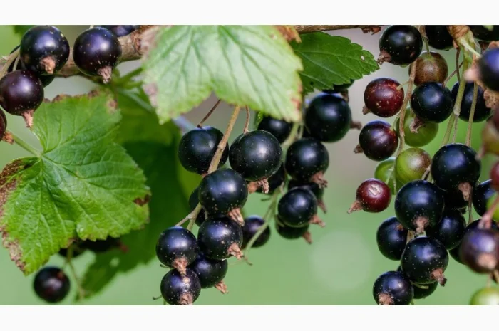 Куплю чорну смородину оптом- фото № 1