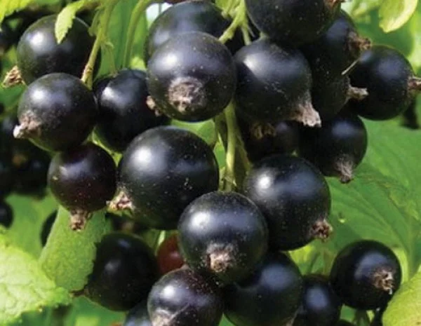 Продаємо чорну смородину, сорт Софія- фото № 1