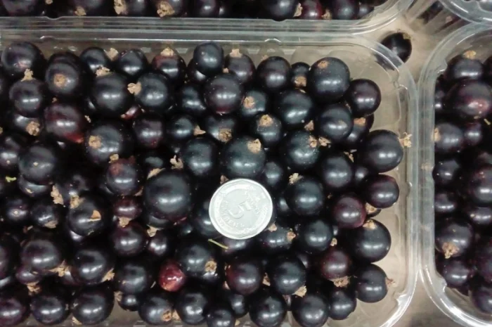 Продаємо чорну смородину, сорт Софія- фото № 2