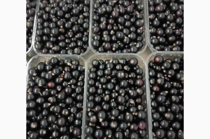 Продаємо чорну смородину, сорт Софія- фото № 3