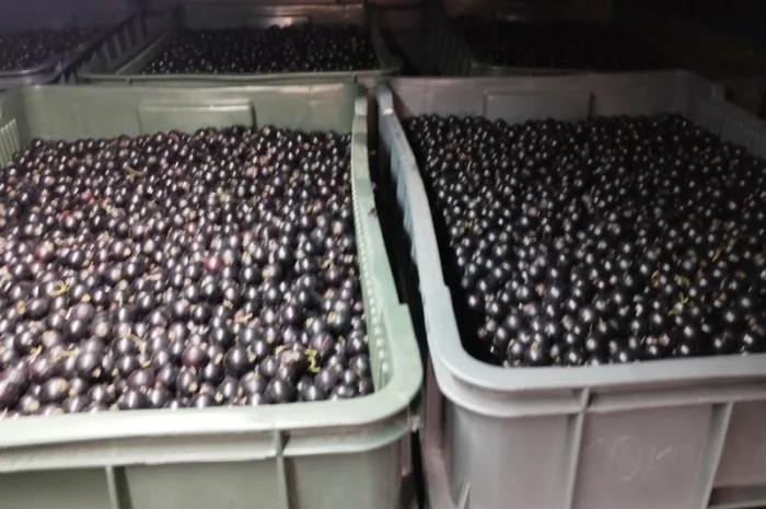 Куплю чорну та червону смородину- фото № 1