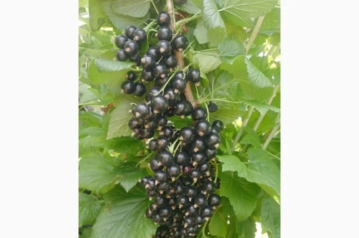 Продам ягоду чорної смородини- фото № 1