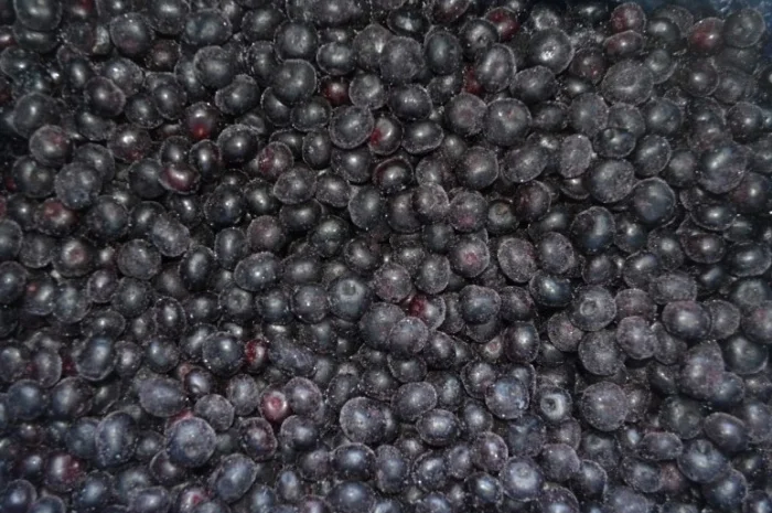 Черника Афини- фото № 1