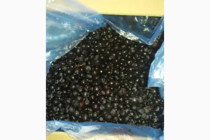 Черника Афини- фото № 2