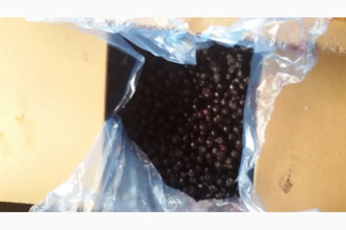 Черника Афини- фото № 3