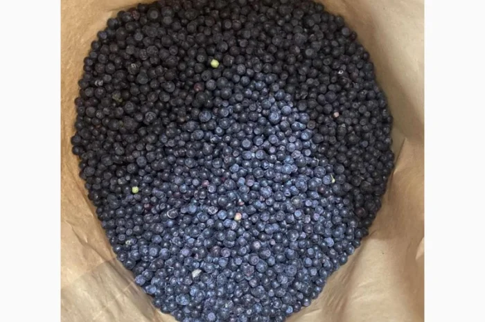 Куплю лесную ягоду (чернику) – Минимум 20 МТ- фото № 1