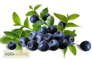 Чорниця(афини) у власному соці- фото № 3