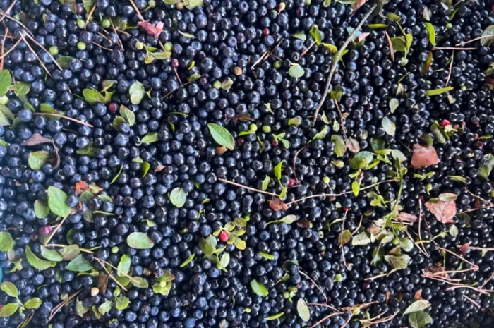 Продам чорницю заморожену- фото № 1