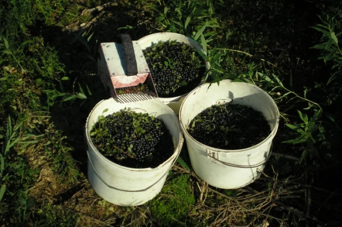 Чорниця / Черника сушена - ягоди - Карпати. Доставка по Києву - безплатно- фото № 2