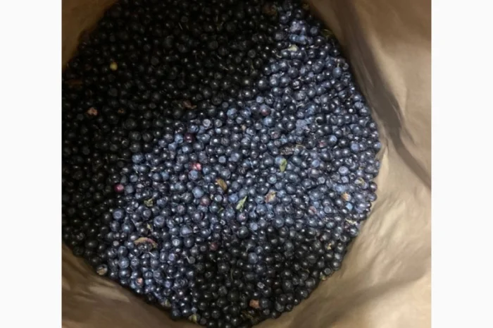 Продам чорницю заморожену- фото № 1