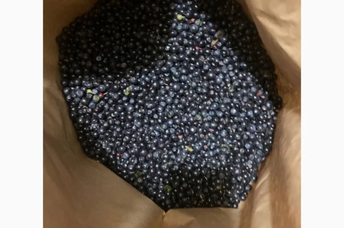 Продам чорницю заморожену- фото № 4