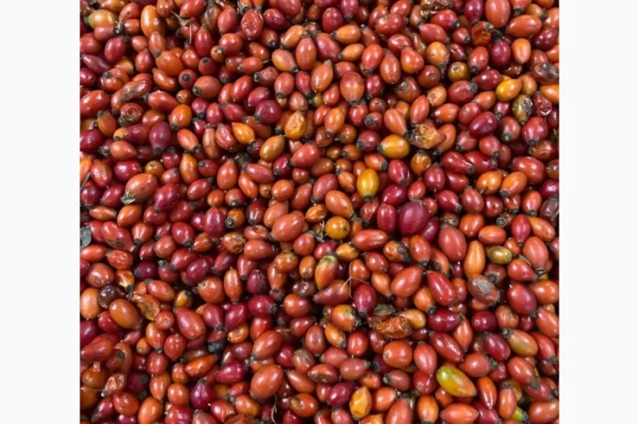 Продается замороженная черника- фото № 6