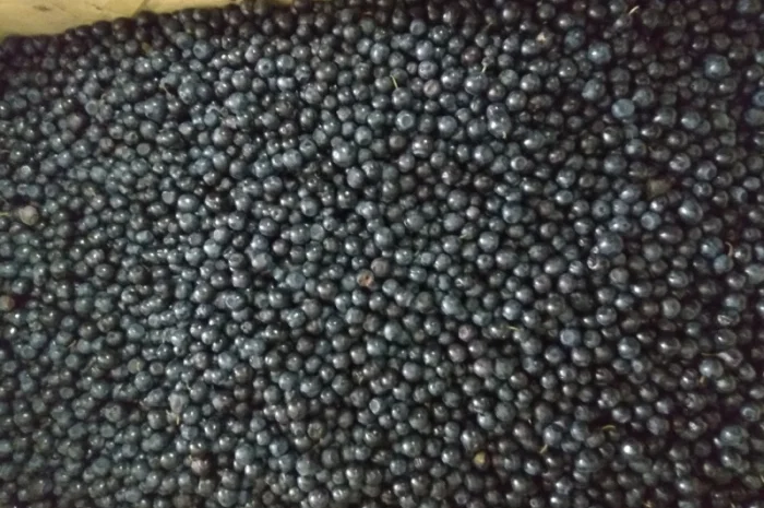 Черника свежая 100-200кг- фото № 1