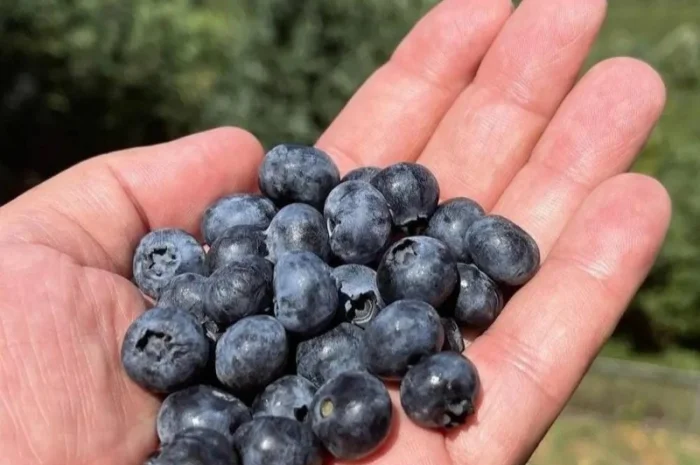 Куплю чернику оптом- фото № 1