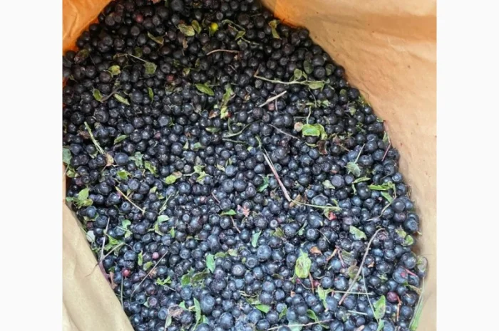 Афина та Брусніка- фото № 1