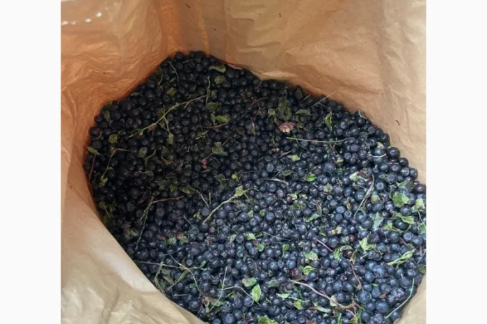 Афина та Брусніка- фото № 2