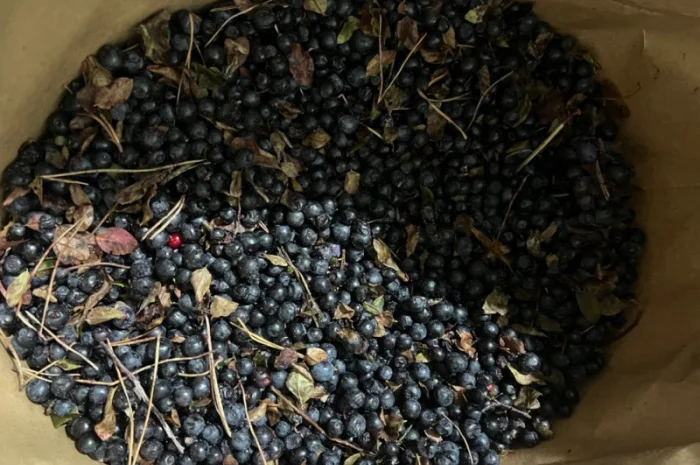 Продам заморожену чорницю- фото № 1