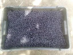 Продам заморожену чорницю від 5 тонн- фото № 1