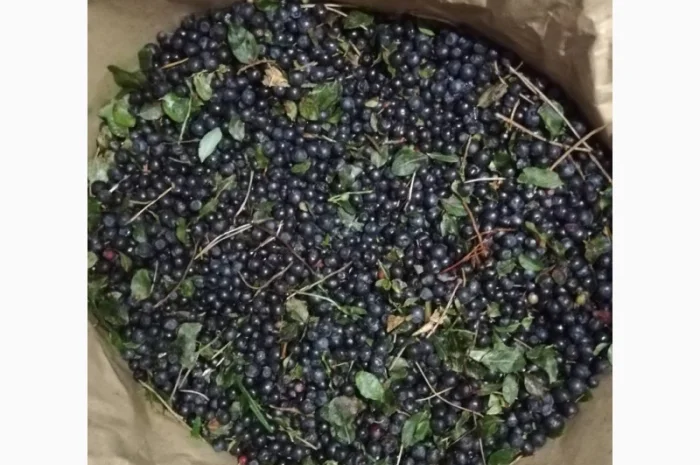 Продам чорницю заморожену неочищену- фото № 1