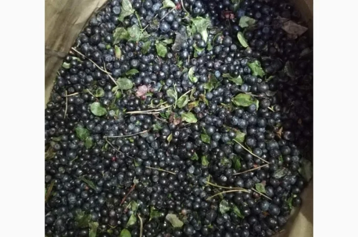 Продам чорницю заморожену неочищену- фото № 2