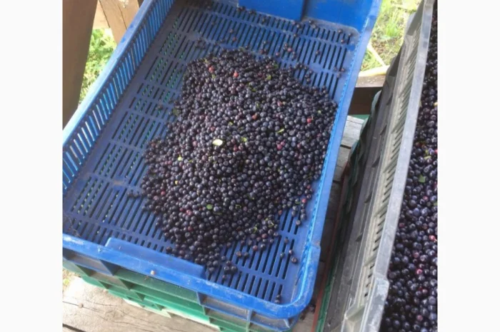 Чорниця- фото № 1